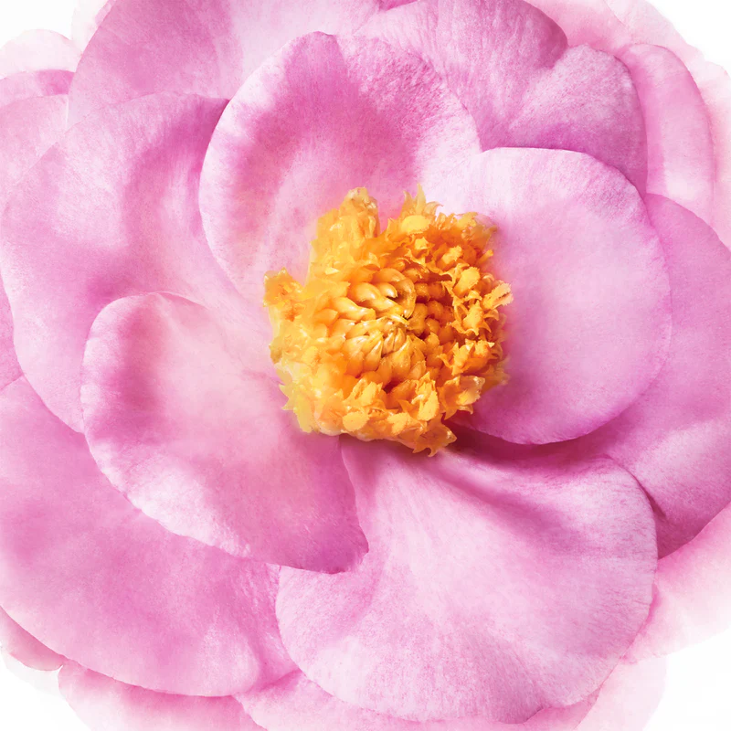 nuxe-hair-prodigieuse-creme-1